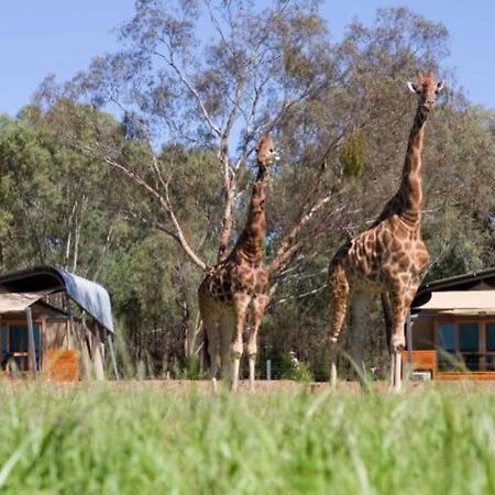 Zoofari Lodge, Taronga Western Plains Zoo Dubbo Esterno foto